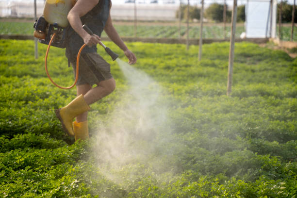 Wasp Removal Services in Hampton Beach, NH