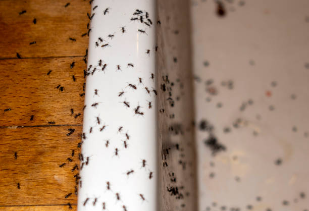Wildlife Control Services in Hampton Beach, NH