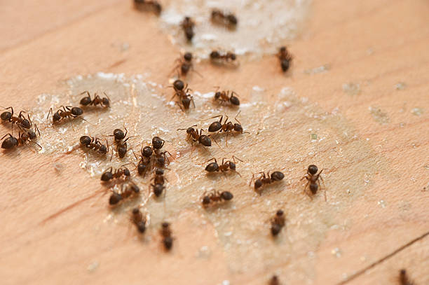 Best Pest Prevention Services  in Hampton Beach, NH
