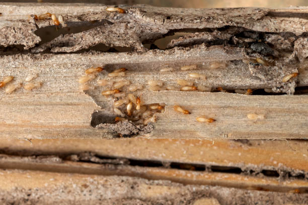 Best Wildlife Control Services  in Hampton Beach, NH