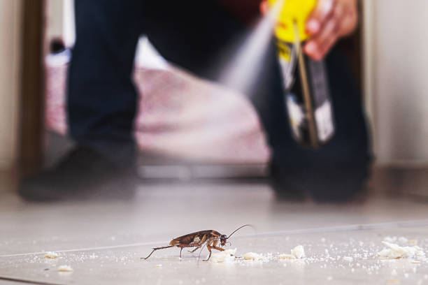 Best Spider Control Near Me  in Hampton Beach, NH