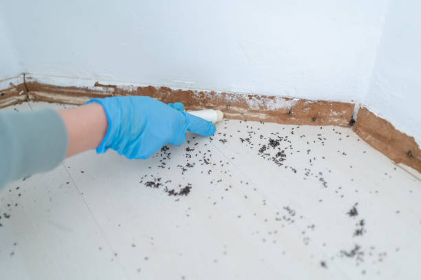 Best Flea Control Services  in Hampton Beach, NH